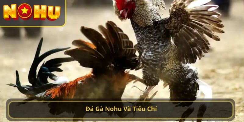 đá gà nohu
